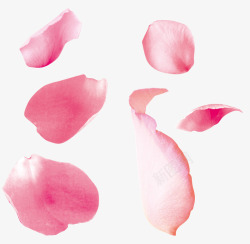 飘零的粉色花瓣素材