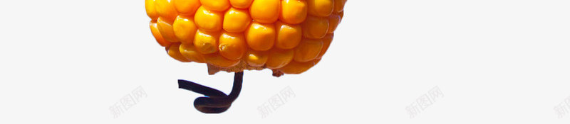 黄色玉米棒png免抠素材_新图网 https://ixintu.com 五谷杂粮 植物 玉米 玉米杆 玉米棒 玉米粒 黄色