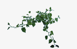 现代爬山虎植物绿色藤蔓装饰高清图片
