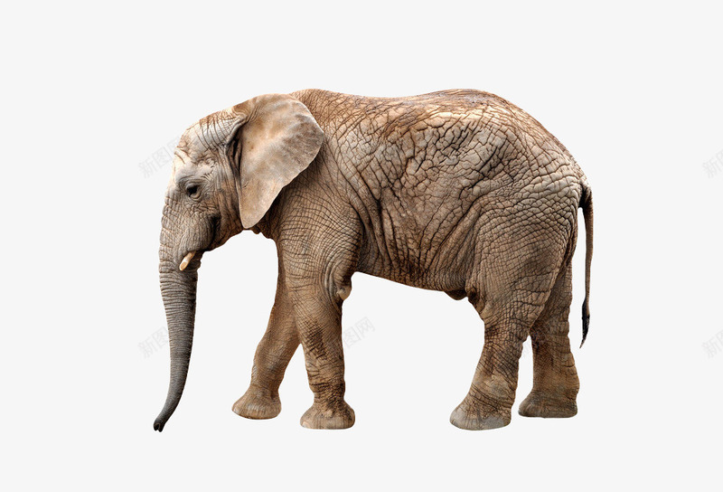 实物一头大象png免抠素材_新图网 https://ixintu.com 一头大象 实拍大象 实物大象 平面 灰色大象 艺术作品