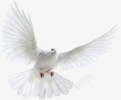 和平使者白色鸽子和平高清图片