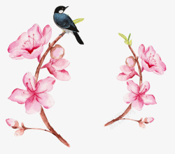 手绘水彩桃花树枝上的喜鹊素材