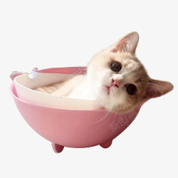 小红帽扣猫躺在碗里的小猫高清图片