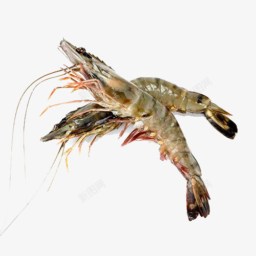 厄瓜多尔白虾png免抠素材_新图网 https://ixintu.com 厄瓜多尔海鲜 水产虾 白虾 虾