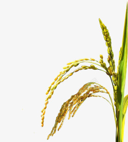大米水稻金黄的水稻高清图片