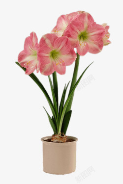 美丽植物粉红色花朵素材