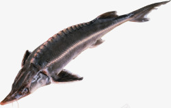 海鲜野生鲳鱼保护动物中华鲟高清图片