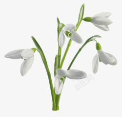 美丽植物白色盛开的花素材