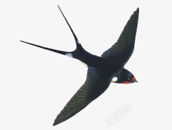 飞翔的燕子手绘插画卡通燕子高清图片