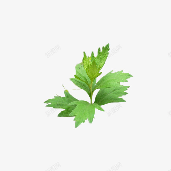 艾叶草叶子png免抠素材_新图网 https://ixintu.com 叶子 各式各样的叶子 植物 清明 绿色 艾叶草 艾草