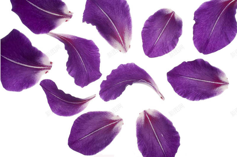 紫色花瓣png免抠素材_新图网 https://ixintu.com 漂浮花瓣 点缀 紫罗兰 紫罗兰花瓣 紫色花 花瓣 装饰