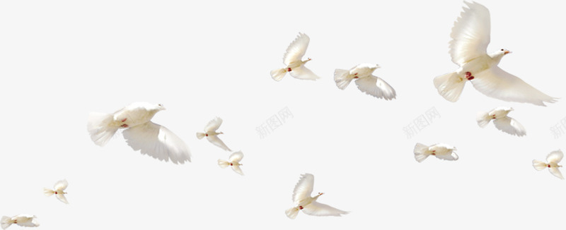 天空飞翔的和平鸽子png免抠素材_新图网 https://ixintu.com 和平 天空 飞翔 鸽子