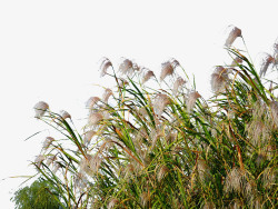 郁郁湿地边郁郁葱葱的芦苇荡高清图片