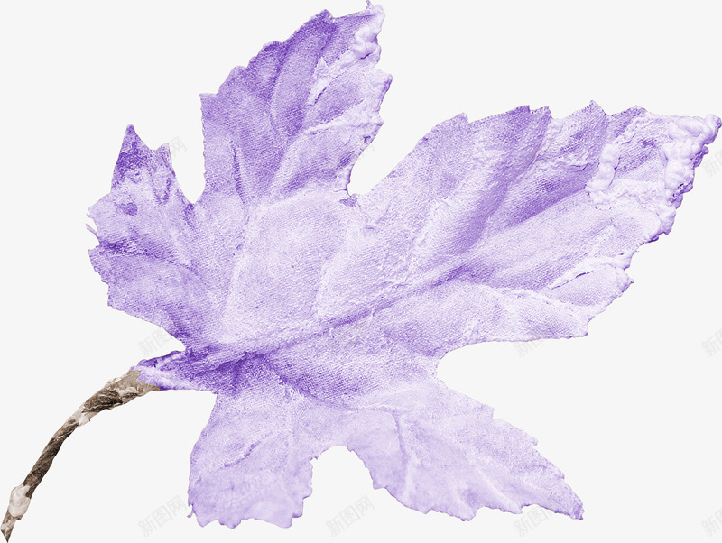 紫色的枫叶png免抠素材_新图网 https://ixintu.com 枫叶标本 枫叶素材 紫色树叶素材