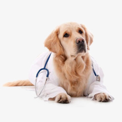 狗医生戴听诊器的狗狗高清图片