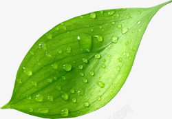 水珠素材漂浮绿色叶片高清图片