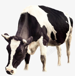 平面装饰平面牛吃草牛奶广告装饰矢量图高清图片