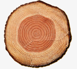 实木木材树轮高清图片