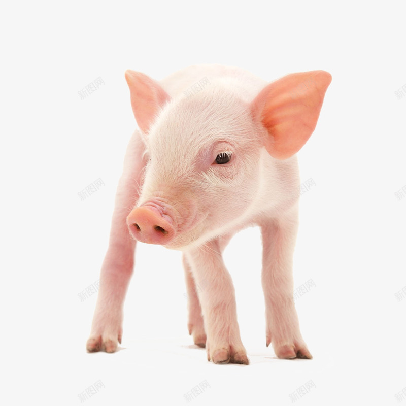 白色小猪仔png免抠素材_新图网 https://ixintu.com 白色 小猪 猪仔 产品实物 动物 哺乳动物 家畜 猪 