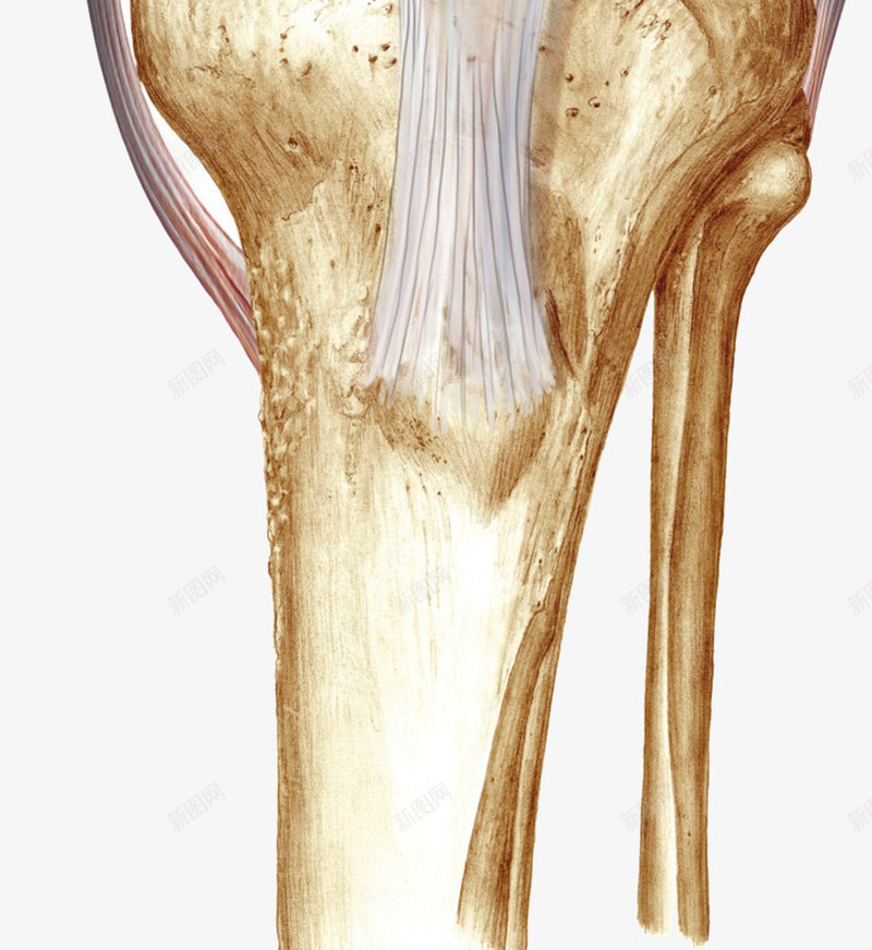 膝盖韧带肌腱png免抠素材_新图网 https://ixintu.com 人体结构 关节 组织 腿疼 膝盖 韧带