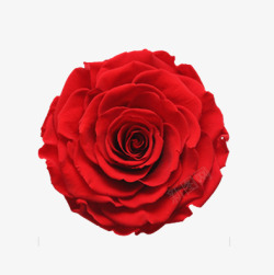 红色婚庆画册一朵玫瑰花片高清图片