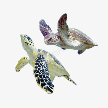 游动的海龟png免抠素材_新图网 https://ixintu.com 大海龟 水产 海洋动物 游动