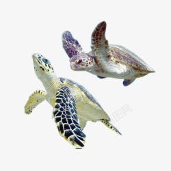 游动海龟游动的海龟高清图片