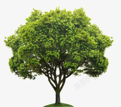 原生自然绿色大树高清图片