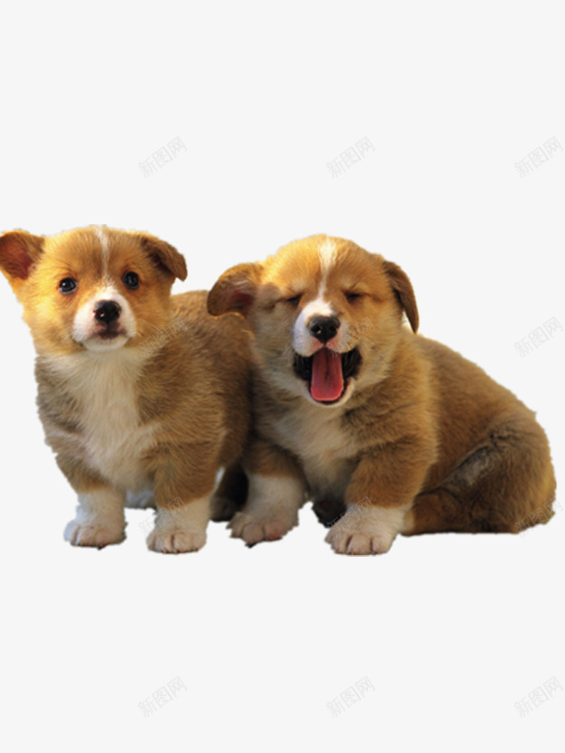 两只小狗png免抠素材_新图网 https://ixintu.com 两只小狗 产品实物 可爱 可爱小狗 可爱幼犬 好玩的小狗 好看的小狗 宠物 小动物 小狗 小狗PNG 小狗PNG素材 幼犬 漂亮的小狗 狗类