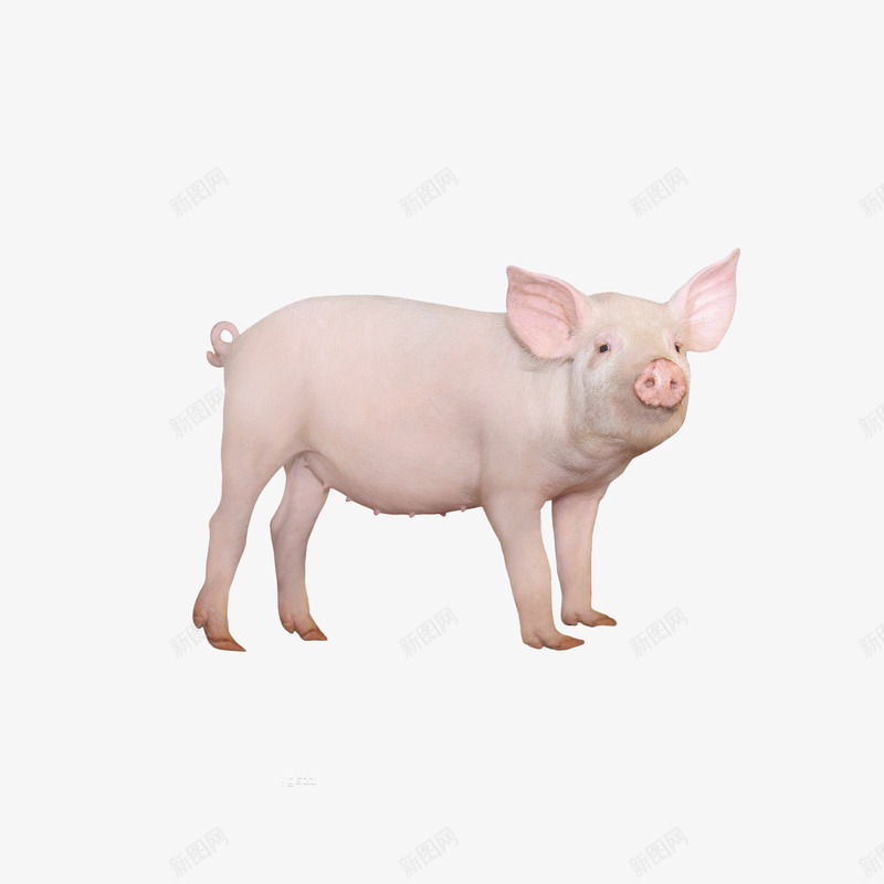 小母猪png免抠素材_新图网 https://ixintu.com 动物 图片 母猪 红色