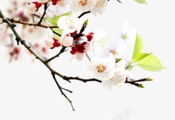 桃花绽放春天绽放桃花枝条高清图片