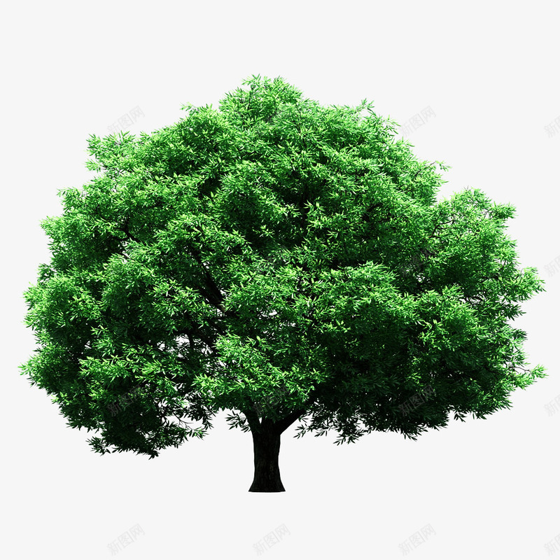 大桉树png免抠素材_新图网 https://ixintu.com 大树 树叶 树木 树枝 桉树 植物 环保 绿色