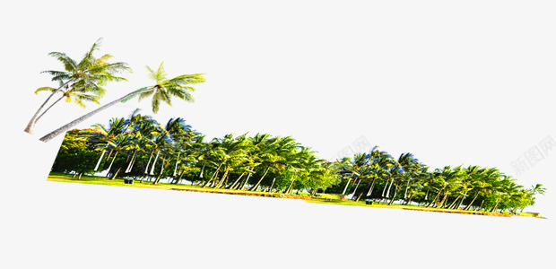 一排绿树丛林png免抠素材_新图网 https://ixintu.com 一排绿树 丛林 树 椰子树 沙滩树