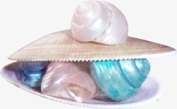 贝壳与彩色海螺素材