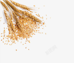 免抠麦片素材金色小麦高清图片