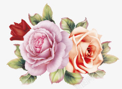 蔷薇花手绘蔷薇花图高清图片