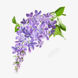 紫丁香图片手绘立体紫丁香花卉装饰高清图片