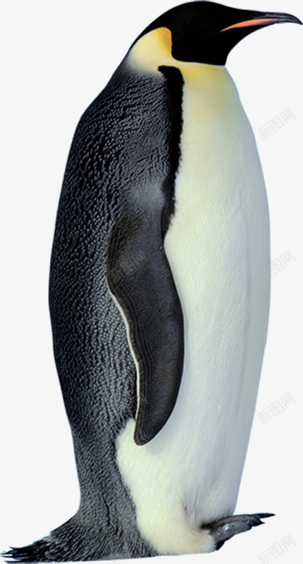 摄影黑色的企鹅png免抠素材_新图网 https://ixintu.com 企鹅 摄影 黑色