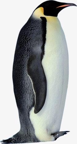 摄影黑色的企鹅素材