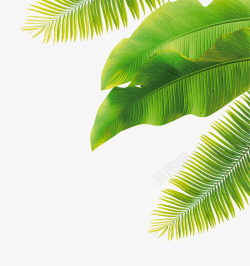 热带棕榈芭蕉叶绿色叶子高清图片