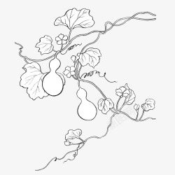 葫芦叶子手绘葫芦瓜藤线稿图矢量图高清图片
