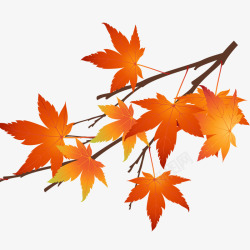 秋季素材秋天的枫叶高清图片