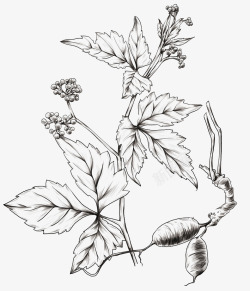 热带花朵手绘药草线稿15高清图片