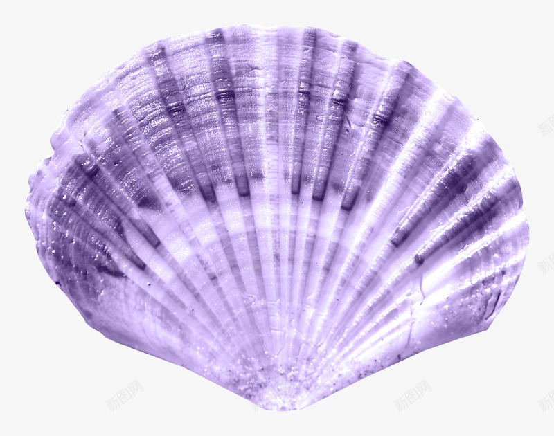 紫色扇贝贝壳png免抠素材_新图网 https://ixintu.com 扇贝图案 沙滩贝壳 海元素 贝壳
