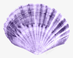 紫色扇贝紫色扇贝贝壳高清图片
