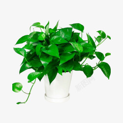 甲醛清除剂植物元素绿萝高清图片