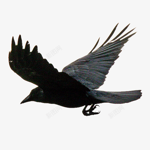 飞翔的乌鸦png免抠素材_新图网 https://ixintu.com 乌鸦 乌鸦图案 乌鸦飞过 动物 翱翔 起飞 飞翔 鸟儿
