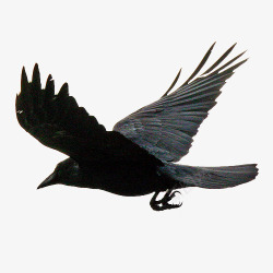 乌鸦飞过省略号飞翔的乌鸦高清图片