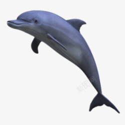 海洋里海洋馆里飞跃的海豚高清图片