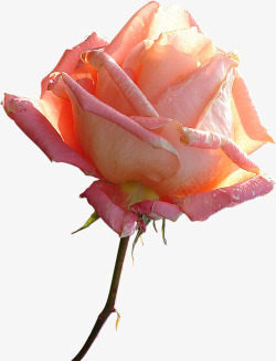 好看的花簪子玫瑰花鲜花纸花高清图片